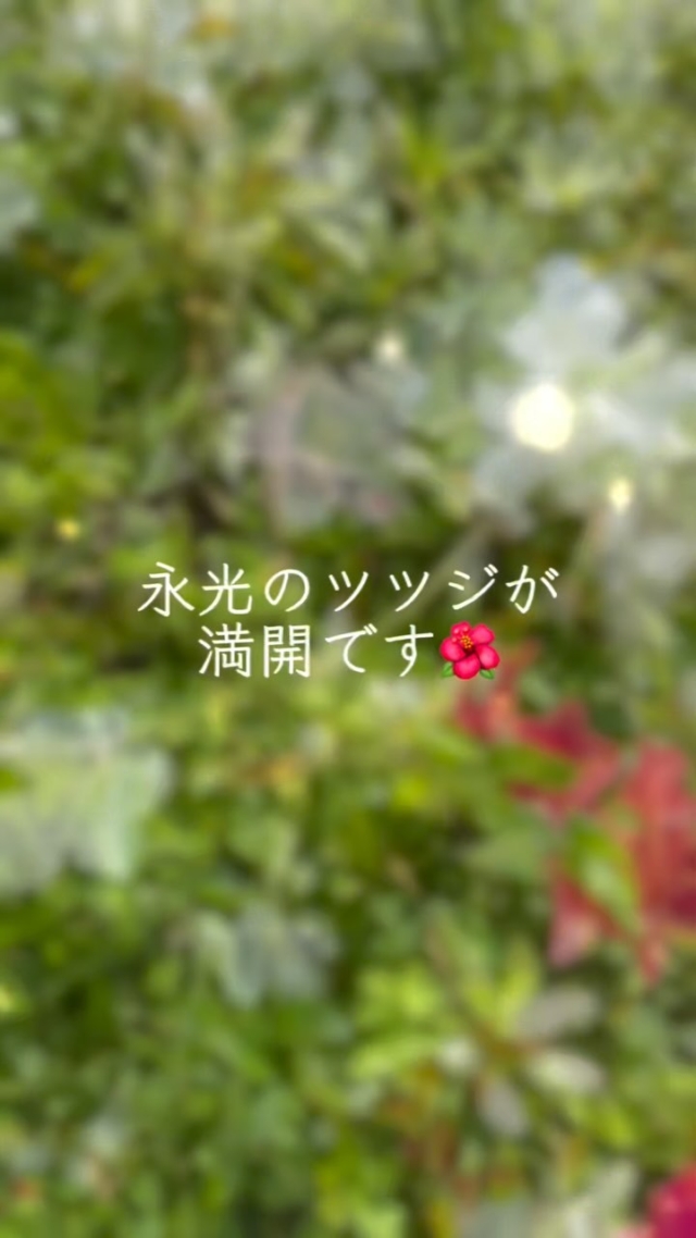 お疲れ様です☺︎

いつの間にかツツジが満開でした🤭🌺

#車屋 
#車屋さん 
#車 
#中古車販売 
#中古車買取 
#car 
#中古車 
#中古車販売店 
#車検 
#整備士 
#整備士と繋がりたい 
#整備士募集中
#レンタカー 
#ツツジ
#つつじ
#🌺